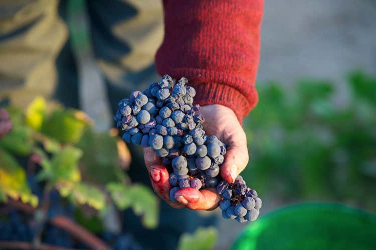 (Farnese Vini e la riscossa del Sud agricolo &laquo;Siamo stati il traino che non c'era&raquo;)