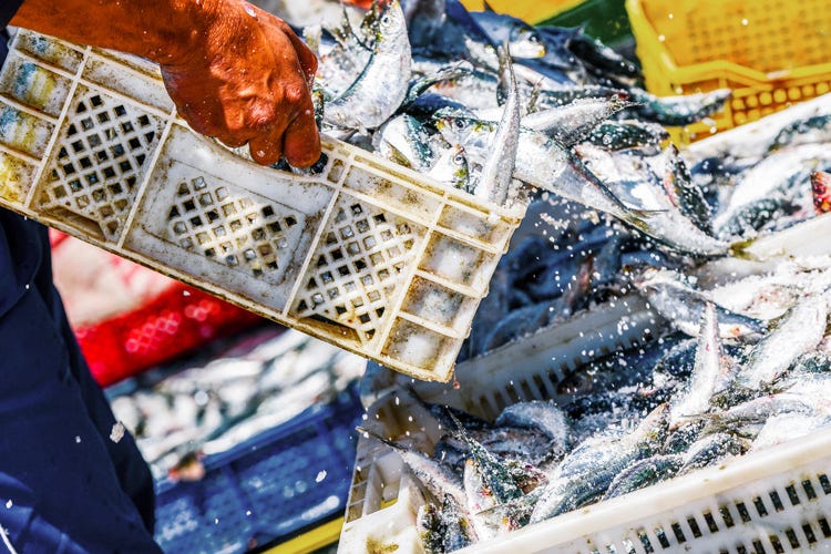 Se si taglia la pesca nel Mediterraneo importeremo più pagasio e vongole del Pacifico