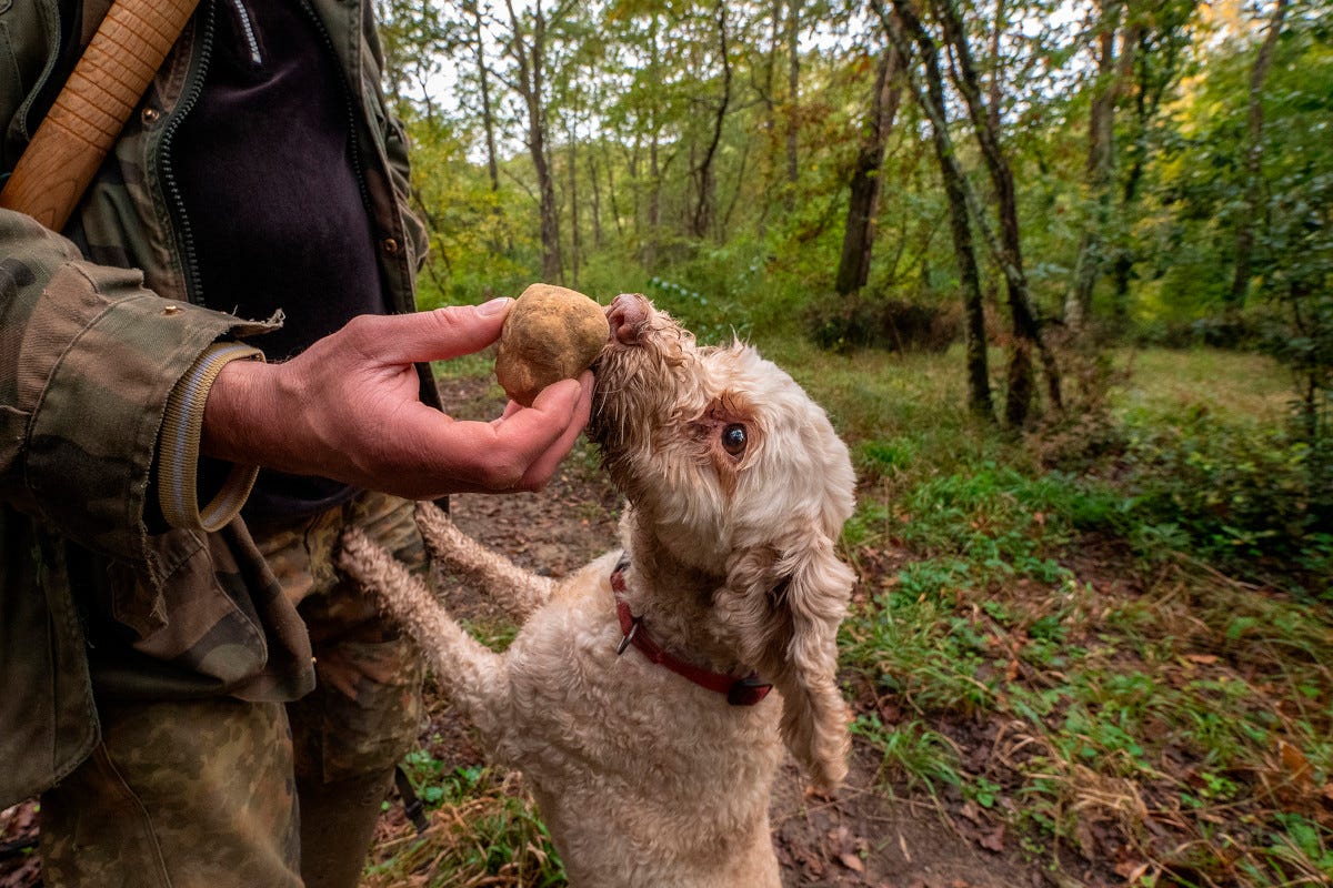 The search for truffles, Unesco heritage Acqualagna celebrates for its white truffle