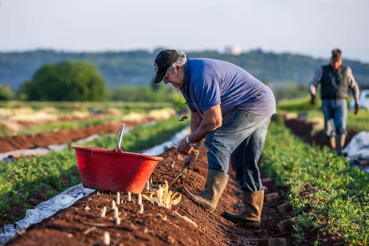Coltivazione dell'asparago bianco Festa degli Asparagi: Grado omaggia le sue eccellenze Coltivazione dell'asparago bianco Festa degli Asparagi: Grado omaggia le sue eccellenze