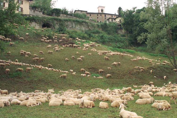 (Festival del PastoralismoLa transumanza passa per Bergamo) (Festival del PastoralismoLa transumanza passa per Bergamo)