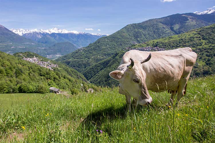 Filiera corta e rilancio del territorio Terra Alta di Valtellina parte da La Fiorida