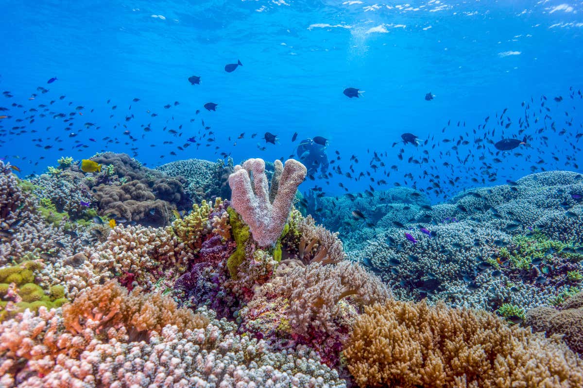 Scopriamo i siti Unesco nelle Filippine da godere tutto l'anno Scopriamo i siti Unesco nelle Filippine da godere tutto l'anno