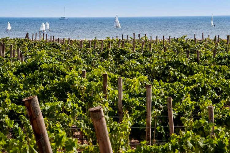 (Firriato, wine tasting a Favignana Viaggio tra i grandi terroir di Sicilia)