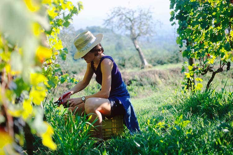 (Fivi Toscana, un aperitivo a MilanoDegustazioni in 5 diversi locali) (Fivi Toscana, un aperitivo a MilanoDegustazioni in 5 diversi locali)