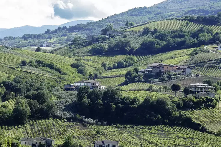 L'azienda agricola Fontanavecchia alle pendici del monte Taburno Enologia semplice, ma importante Fontanavecchia interpreta il Sannio