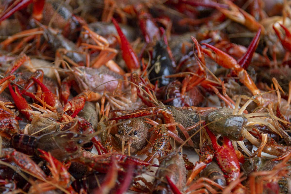 A Lake Charles, nel Sud-Ovest della Louisiana servono i migliori gumbo di gamberi e granchi (Photo Credit: Visit the Usa) Stati Uniti alla scoperta di cinque destinazioni gastronomiche per tutti i gusti A Lake Charles, nel Sud-Ovest della Louisiana servono i migliori gumbo di gamberi e granchi (Photo Credit: Visit the Usa) Stati Uniti alla scoperta di cinque destinazioni gastronomiche per tutti i gusti