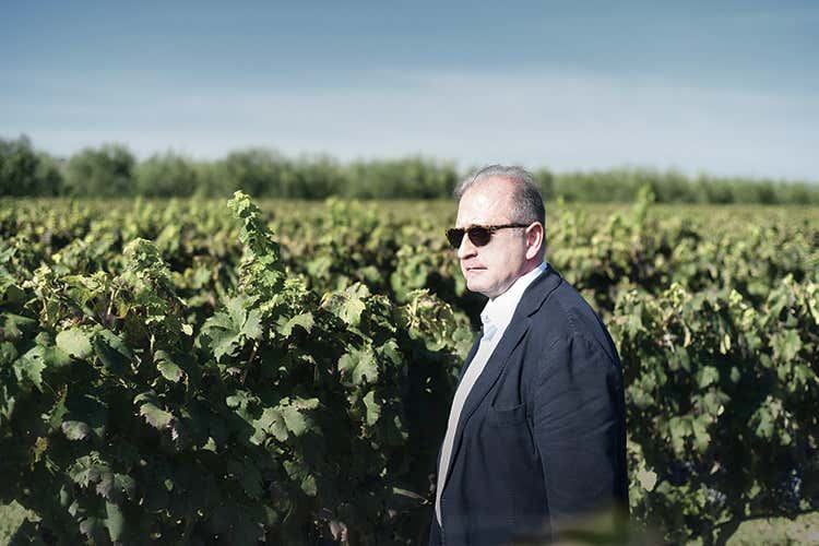 Puglia Sveva, vendemmia ottima  Ma la produzione &egrave; in calo