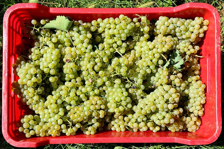 Raccolta in Franciacorta - In vigna violate le norme anti-covid Fioccano multe in Franciacorta