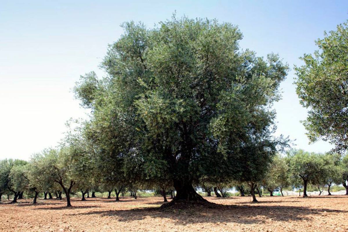 Gli ulivi di Frantoio Badia Frantoio Badia, da oltre un secolo olio extravergine calabrese di qualità