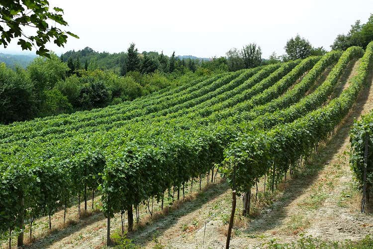Freisa, una storia lunga 500 anni Tutti i produttori festeggiano insieme Freisa, una storia lunga 500 anni Tutti i produttori festeggiano insieme