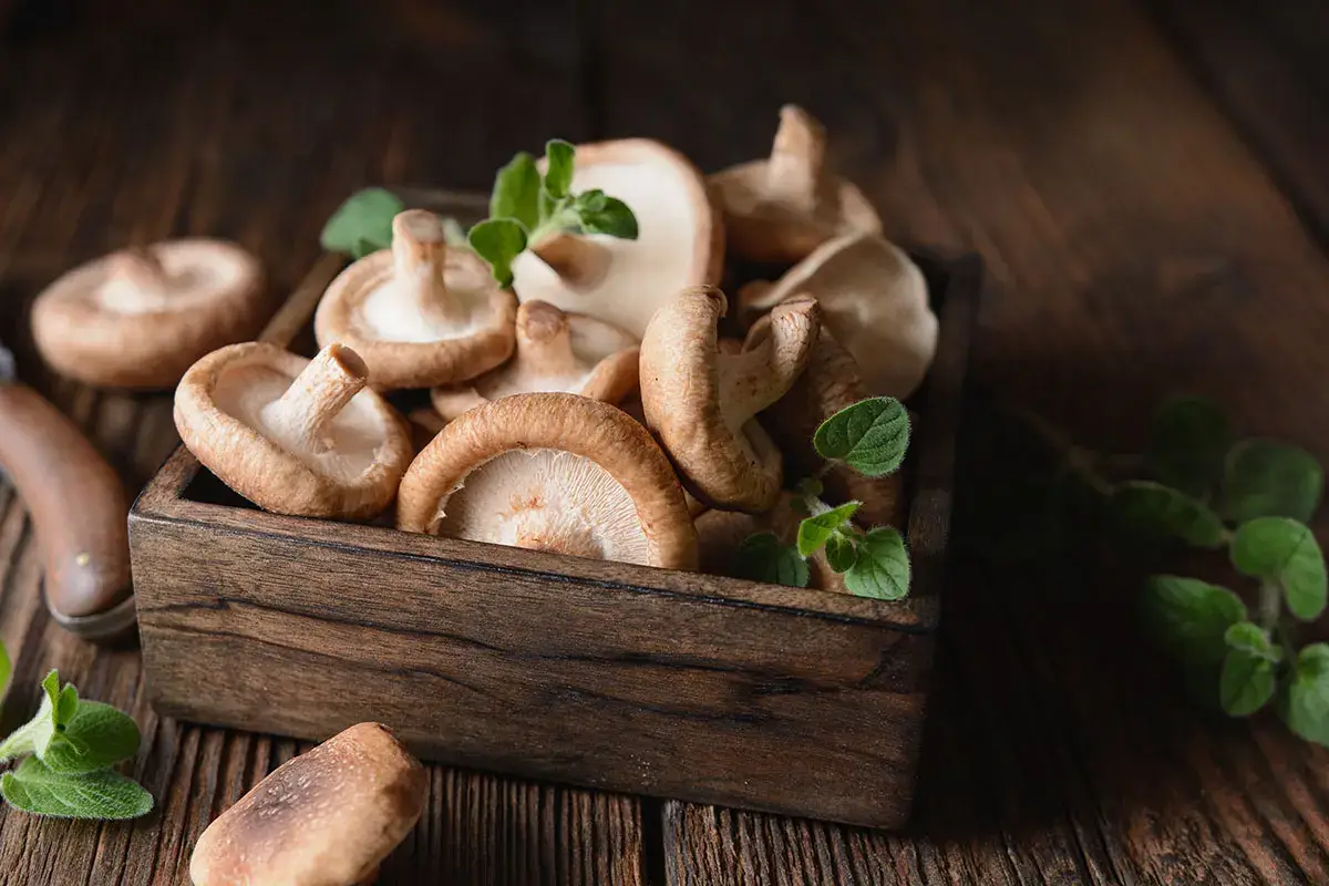 Funghi shiitake Funghi shiitake, gusto seducente e propriet&agrave; benefiche per l&rsquo;organismo