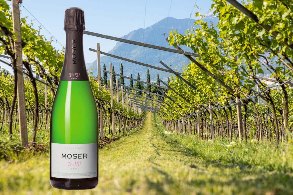 Moser: «La crisi del vino è come quella del ciclismo. Roglic come un Barolo» Moser: «La crisi del vino è come quella del ciclismo. Roglic come un Barolo»