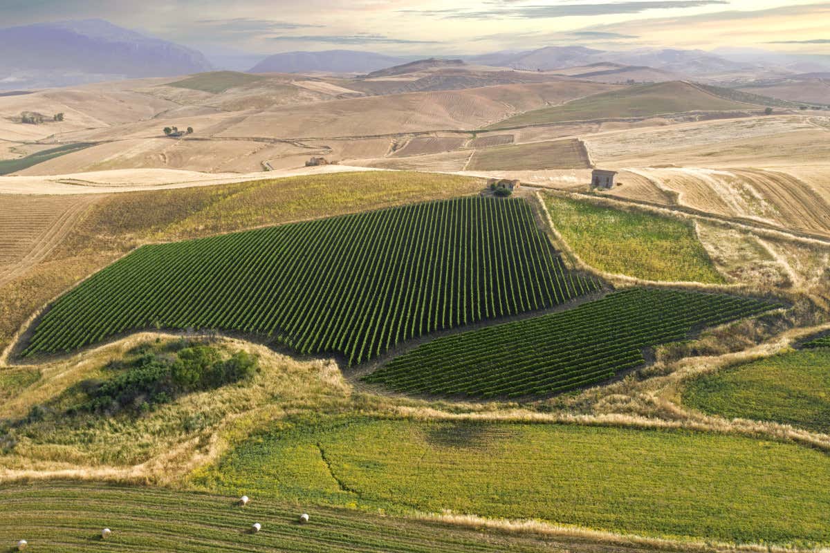 Dove c'era la mafia oggi nasce vino: la storia della cantina siciliana del riscatto