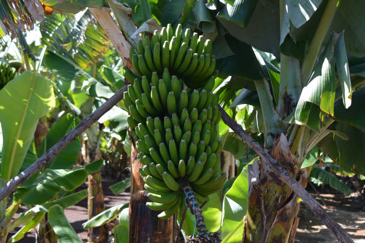 Gran Canaria segreta: itinerario tra arte, rum, natura e sapori locali
Gran Canaria segreta: itinerario tra arte, rum, natura e sapori locali