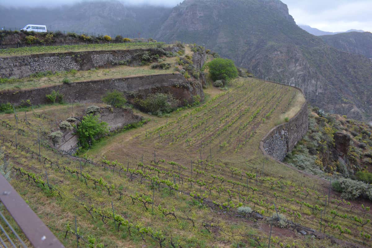 Gran Canaria segreta: itinerario tra arte, rum, natura e sapori locali
Gran Canaria segreta: itinerario tra arte, rum, natura e sapori locali