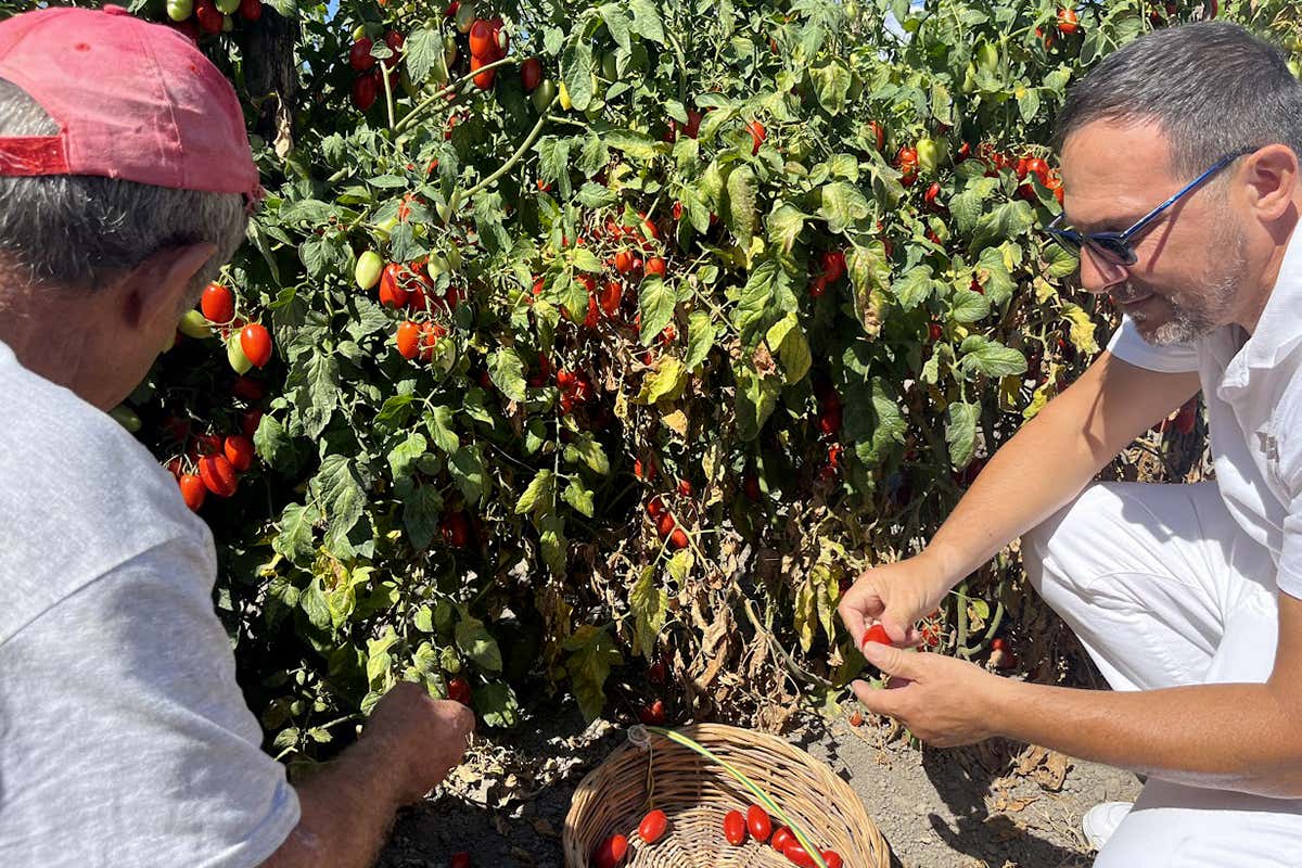 Pomodoro Cesarino, varietà salvata dall’oblio: nasce la Pizza Cesarina Pomodoro Cesarino, varietà salvata dall’oblio: nasce la Pizza Cesarina