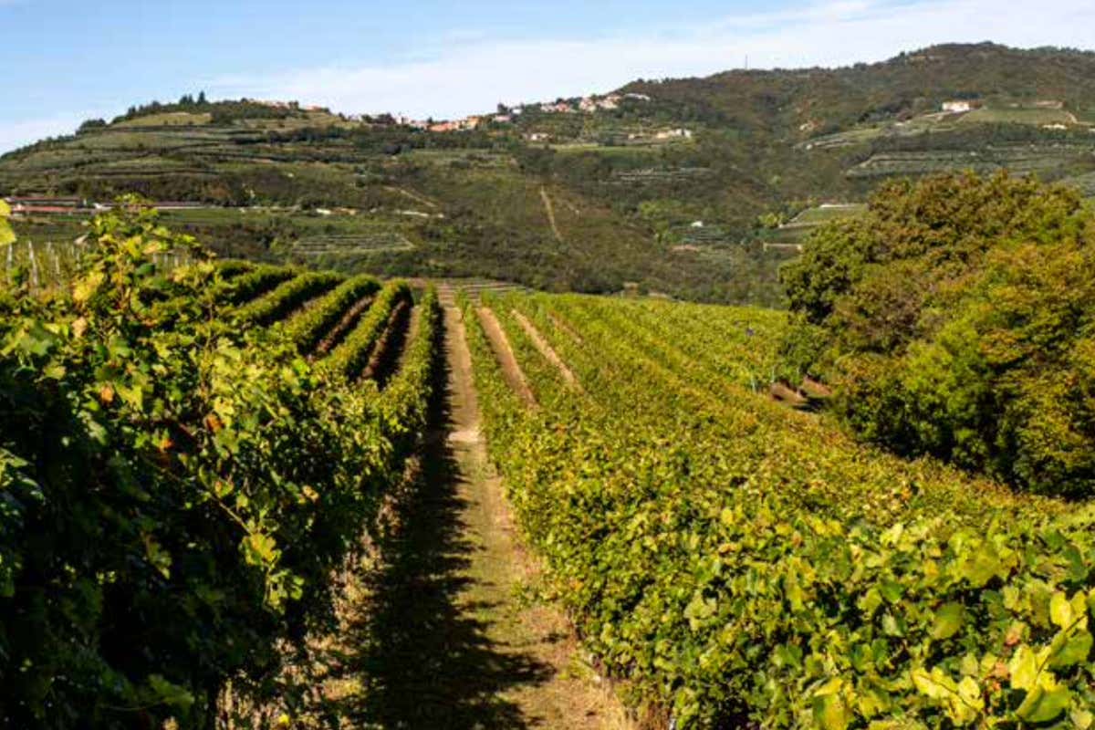 La “non-degustazione” che ribalta il vino: il metodo di Marinella Camerani La “non-degustazione” che ribalta il vino: il metodo di Marinella Camerani