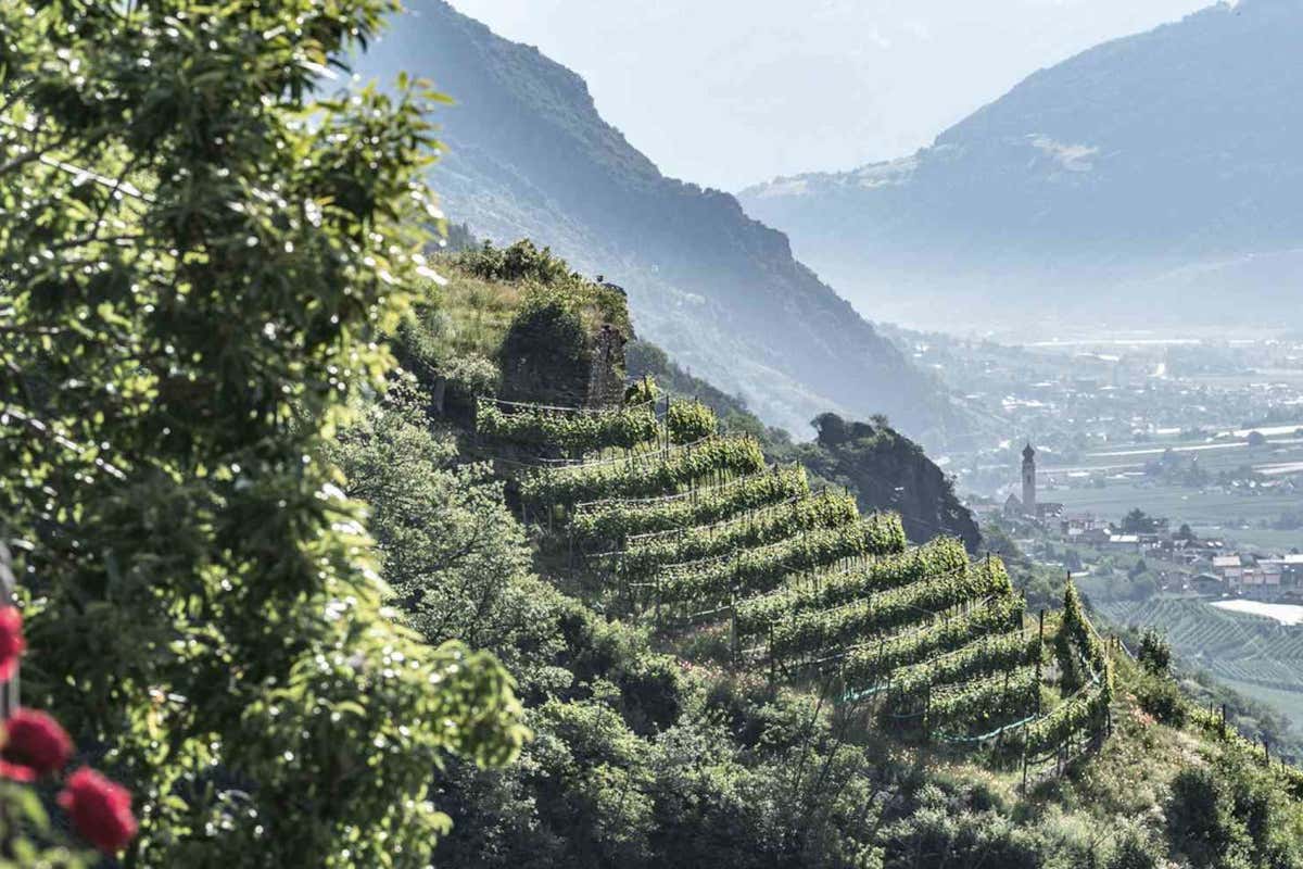 Guida Pinot Nero italiani 2026: 54 Standing Ovation e 4 vini da 100/100