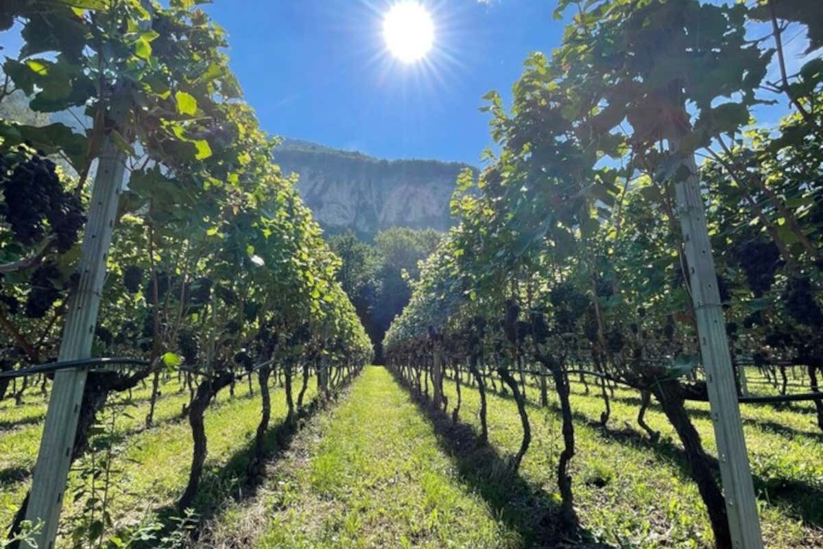 Guida Pinot Nero italiani 2026: 54 Standing Ovation e 4 vini da 100/100