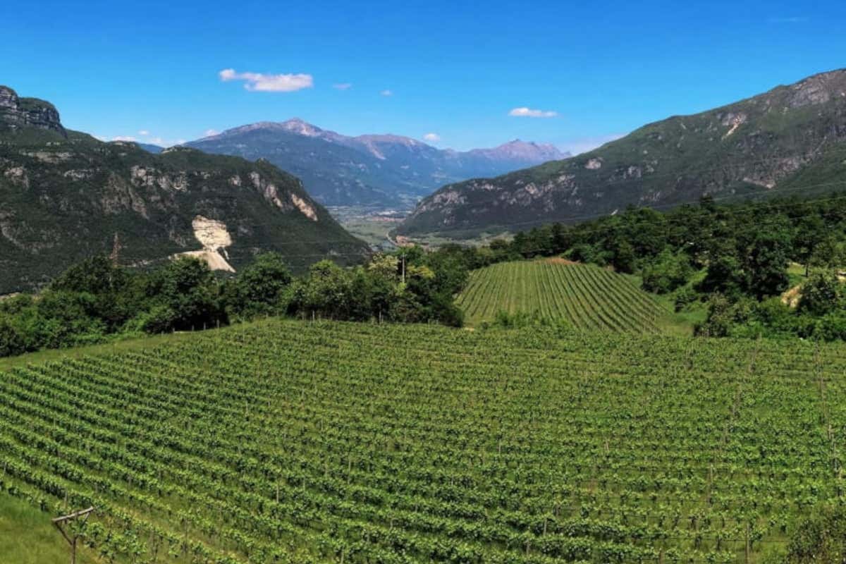 Guida Pinot Nero italiani 2026: 54 Standing Ovation e 4 vini da 100/100