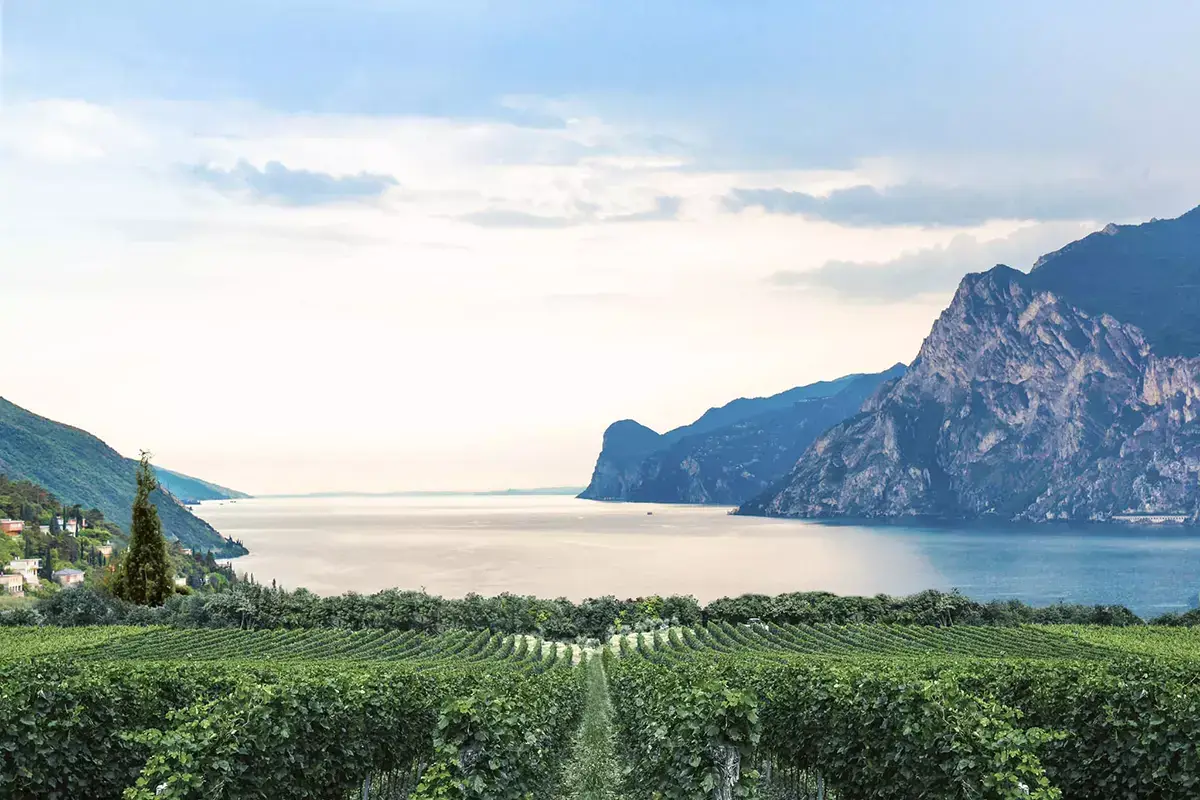 I vigneti del Garda Classico Doc. Foto: Facebook Chiari, freschi e dolci&hellip; vini! Viaggio tra le Doc del Lago di Garda