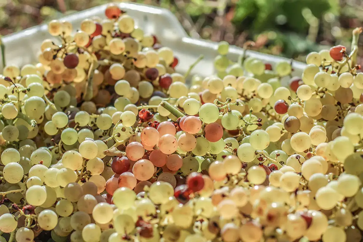Raccolta di uva Garganega Soave, sar&agrave; un'ottima annata. Rese diminuite per tutelare le aziende