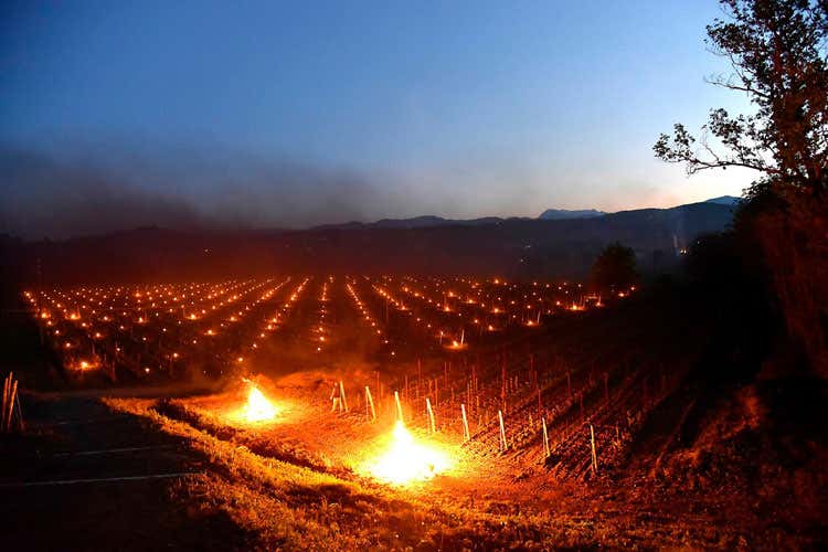 Gelo improvviso, coltivazioni ko E tra le vigne si accendono falò Gelo improvviso, coltivazioni ko E tra le vigne si accendono falò