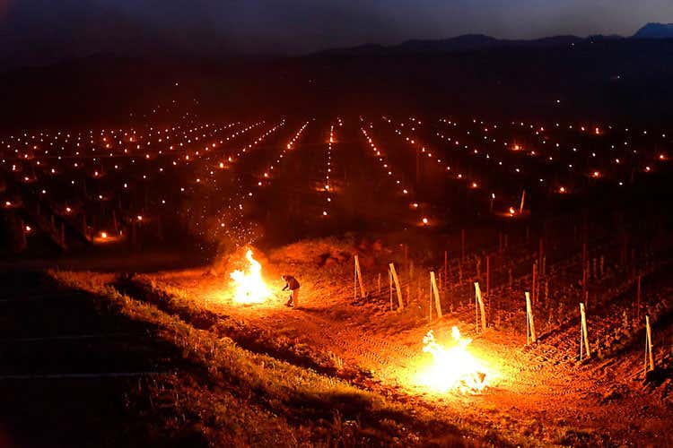 Gelo improvviso, coltivazioni ko E tra le vigne si accendono falò Gelo improvviso, coltivazioni ko E tra le vigne si accendono falò