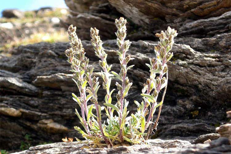 Genepi liquore quasi sconosciuto ideale aperitivo o dopo cena