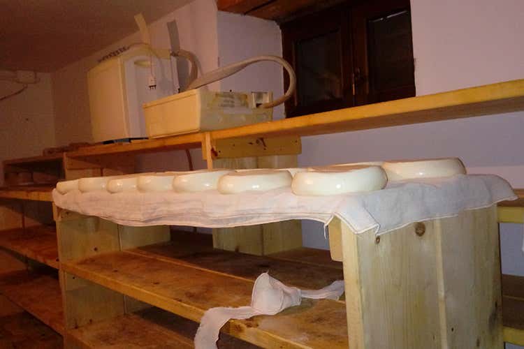 (Germano Eggiolini, l'ultimo dei casari Uno dei pochi a produrre il Tombea) (Germano Eggiolini, l'ultimo dei casari Uno dei pochi a produrre il Tombea)