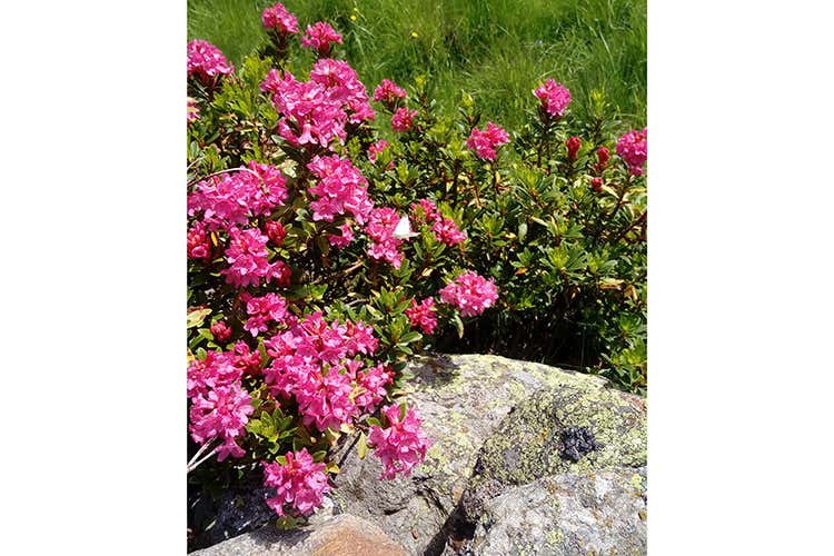 (Germano Eggiolini, l'ultimo dei casari Uno dei pochi a produrre il Tombea) (Germano Eggiolini, l'ultimo dei casari Uno dei pochi a produrre il Tombea)