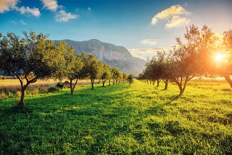 Olio Dop dei Monti Iblei L'antico sapore di Sicilia