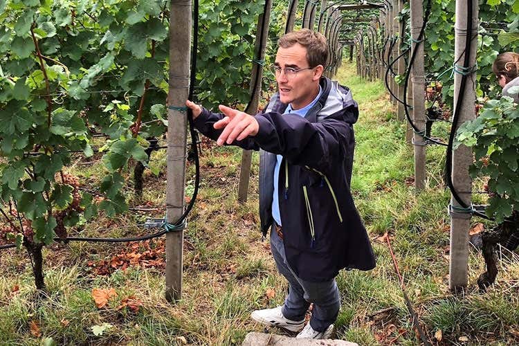 Harald Cronst e i vigneti Kurtatsch (Giri di viteL’autenticità del Gewürztraminer) Harald Cronst e i vigneti Kurtatsch (Giri di viteL’autenticità del Gewürztraminer)