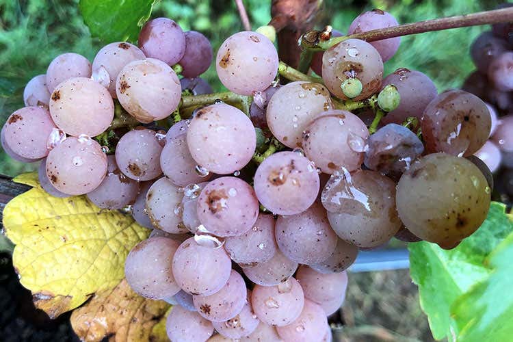 Grappolo Gewürztraminer (Giri di viteL’autenticità del Gewürztraminer) Grappolo Gewürztraminer (Giri di viteL’autenticità del Gewürztraminer)