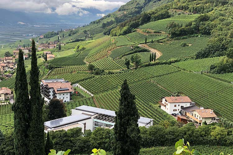 I vigneti di Termeno (Giri di viteL’autenticità del Gewürztraminer) I vigneti di Termeno (Giri di viteL’autenticità del Gewürztraminer)