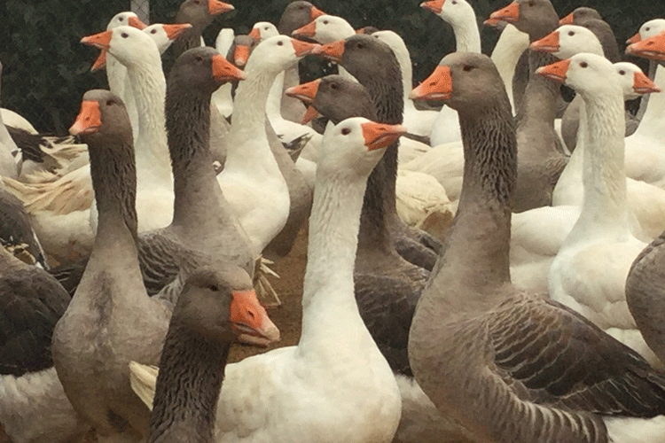 Gita Parco agricolo sud Milano cascine producono eccellenze