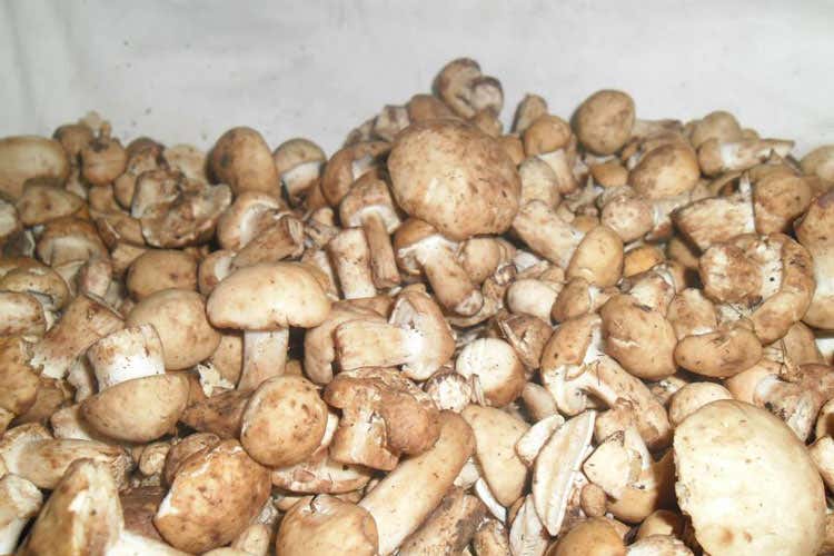 (Il Grand Tour delle Marche a Frontone Crescia e Spignolo protagonisti)