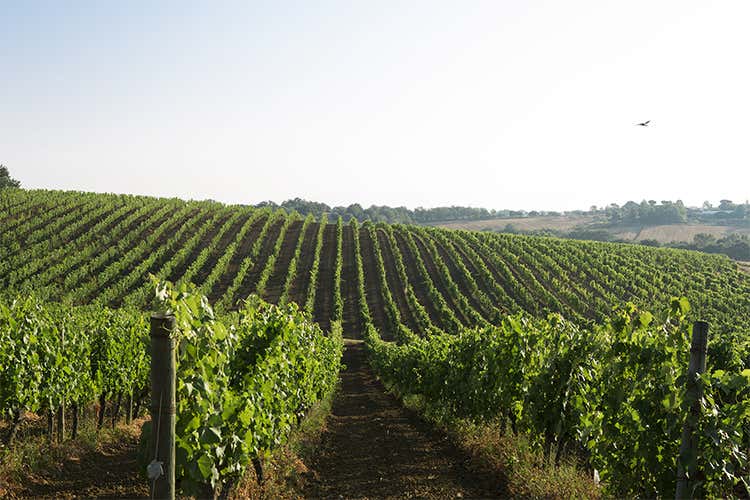 Grandi Vini Carpineto le eccellenze della Toscana maturano in famiglia