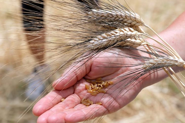 Grani futuri rilancia la cultura del pane Recuperare tradizione e consapevolezza