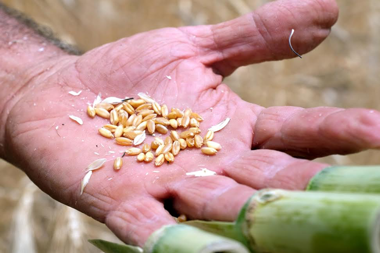 Grani futuri rilancia la cultura del pane Recuperare tradizione e consapevolezza