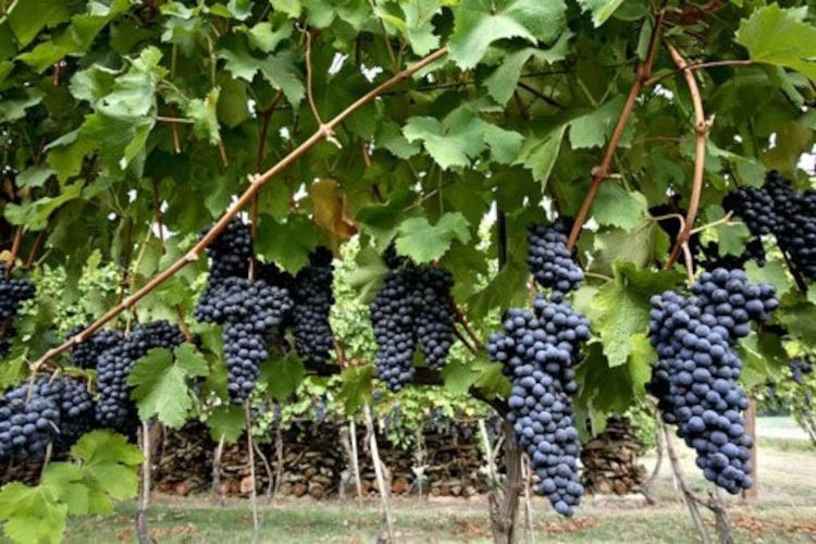 I grappoli dell'antico vitigno Longanesi che vinificati danno vita al Bursòn. Bagnacavallo il Bursòn sfida il mondo