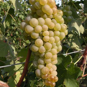grappolo di Lugana
