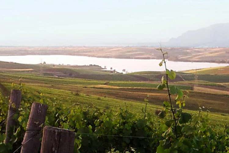 Vigneti sul lago Poma - Grecu di Livanti di Feudo Disisa Un rosato ideale per l’estate