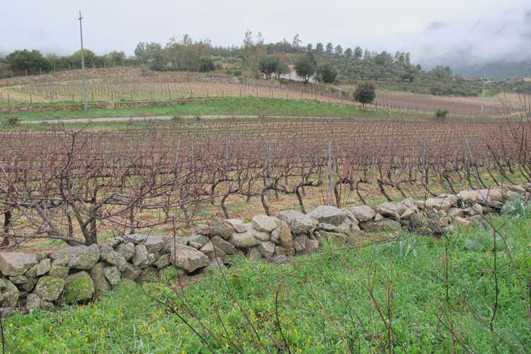 Grenache du Monde in Sardegna sulle tracce dei vitigni nuoresi Grenache du Monde in Sardegna sulle tracce dei vitigni nuoresi