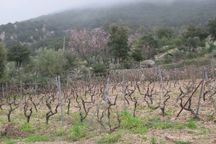 Grenache du Monde in Sardegna sulle tracce dei vitigni nuoresi Grenache du Monde in Sardegna sulle tracce dei vitigni nuoresi