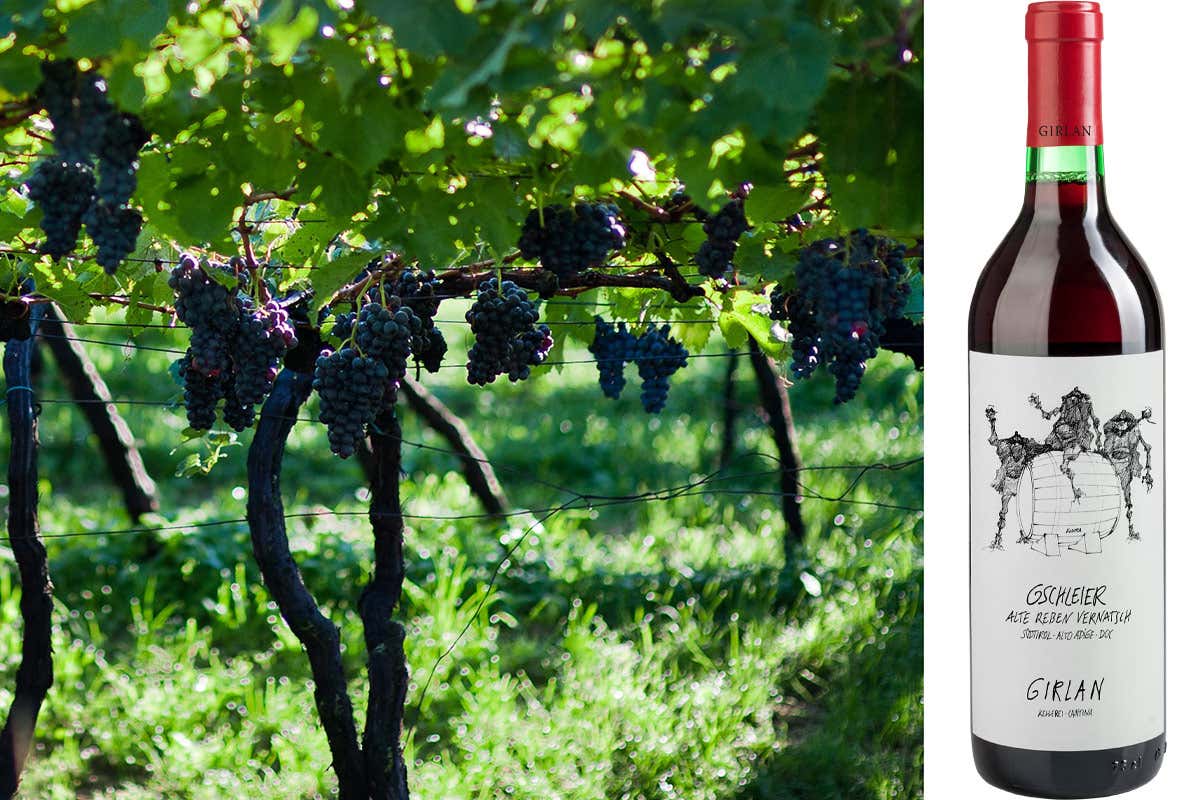 La vigna Gschleier Alte Reben Vernatsch, annata 2020 di grande espressività