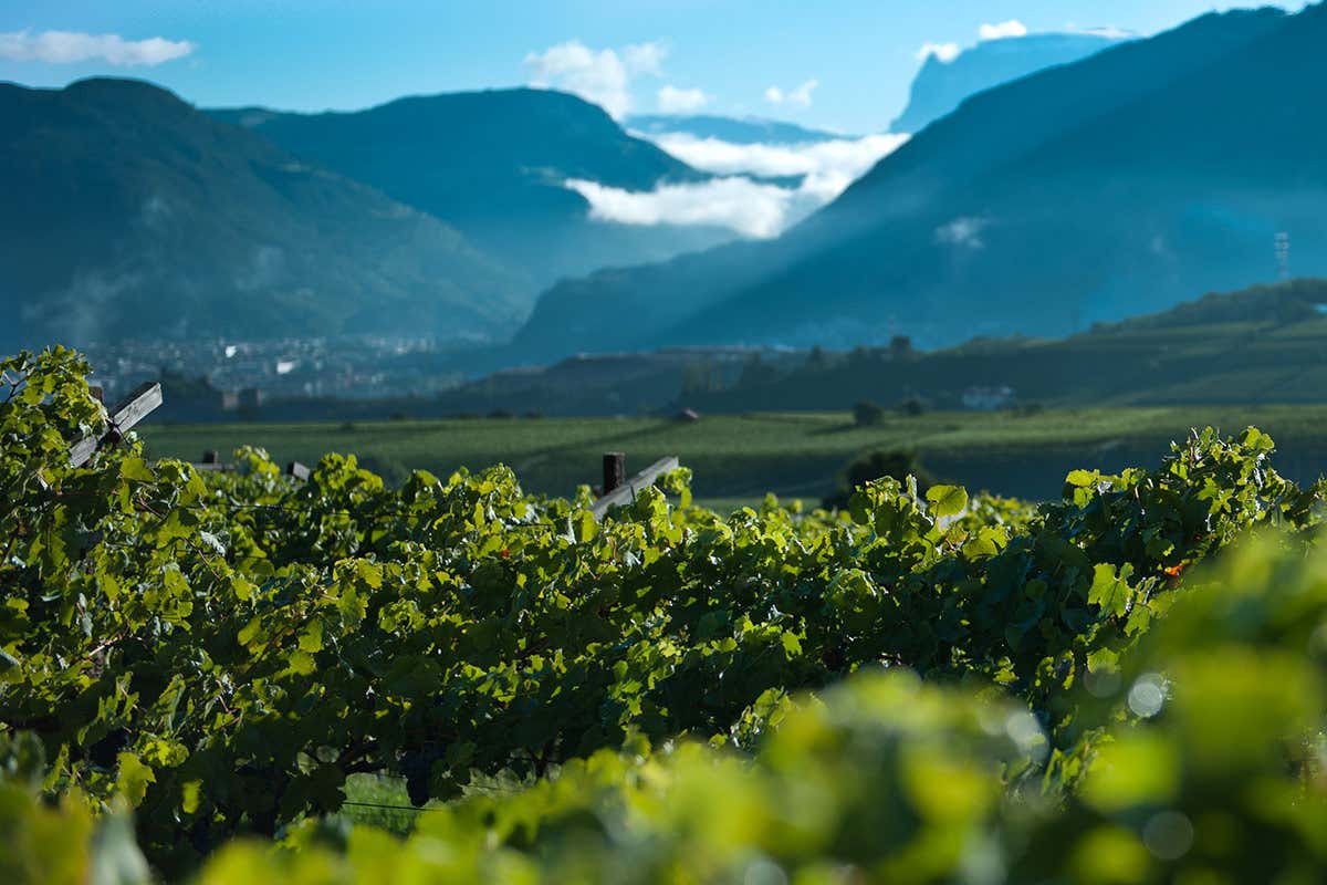 Il territorio Gschleier Alte Reben Vernatsch, annata 2020 di grande espressività