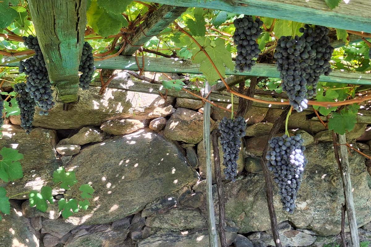 Tra Piemonte e Valle d’Aosta sopravvive una delle viticolture più estreme d’Italia