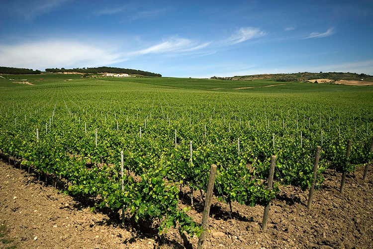 Vigneti Feudo Arancio (Hedonis, Nero d’Avola in purezza Autentica espressione della Sicilia) Vigneti Feudo Arancio (Hedonis, Nero d’Avola in purezza Autentica espressione della Sicilia)